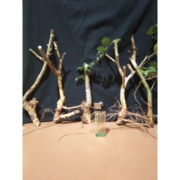 bonsai serut#bahan bonsai serut dongkel s
