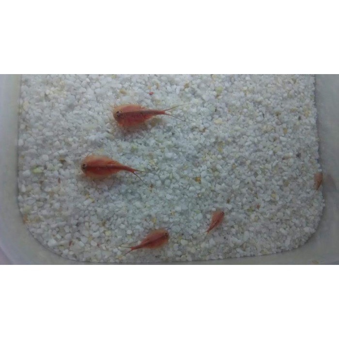 Instant Creature Triops longicaudatus mutation red