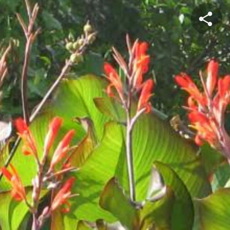 Bibit tanaman hias dan pangan ganyong (Canna discolor)