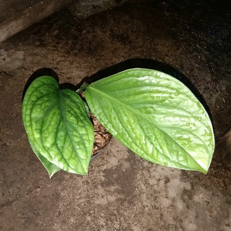 monstera pinatipartita