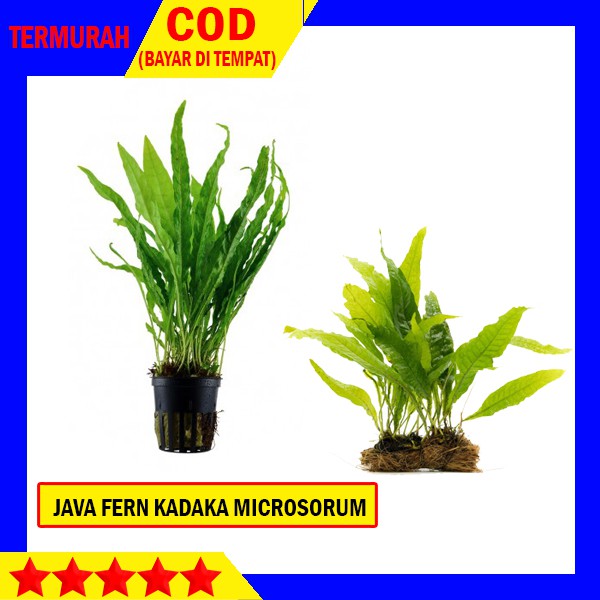 Java Fern Kadaka Microsorum Pteropus Tanaman Air Untuk Aquascape Aquarium Per Pot Shopee Indonesia