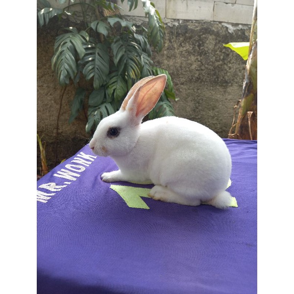 Kelinci Rex bulu karpet anakan jantan (5).