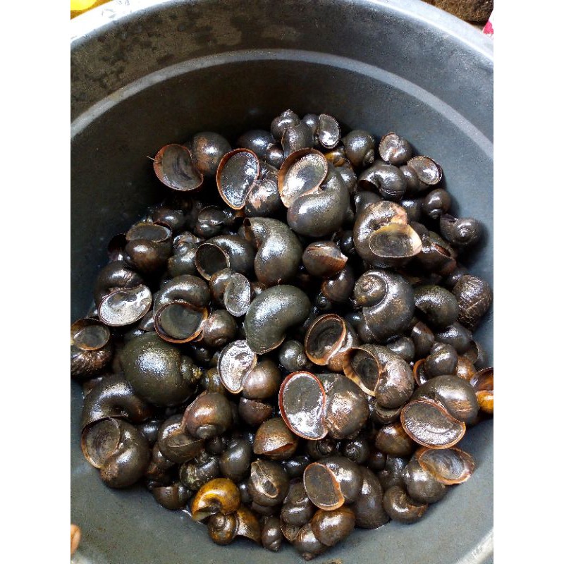 

KEONG MAS KEONG SAWAH fresh 1kg hidup