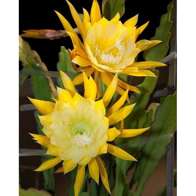 Tanaman hias wijaya kusuma epiphyllum going banana-bibit bunga wijayakusuma yellow-tanaman gantung-bunga gantung hidup-kembang-perlengkapan rumah-bunga gantung hidup-tanaman hidup murah