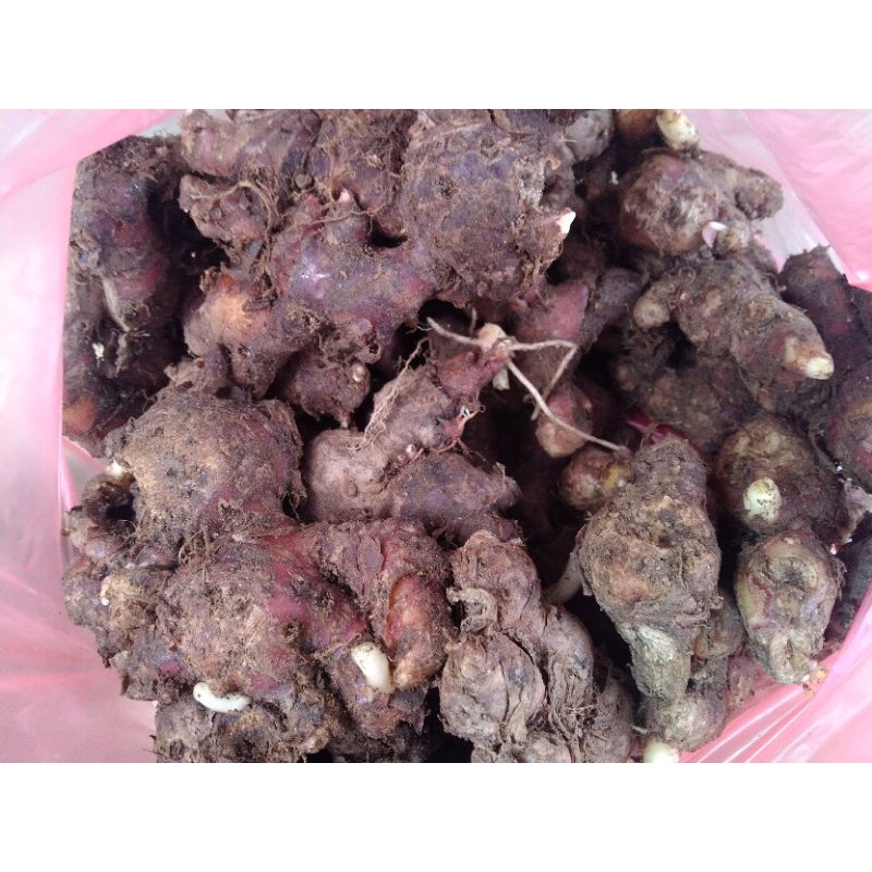 

Jahe Merah lokal tua segar 1Kg