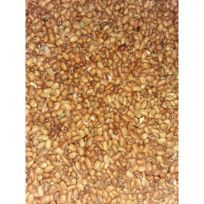 

kacang tolo/kacang tunggak MENTAH