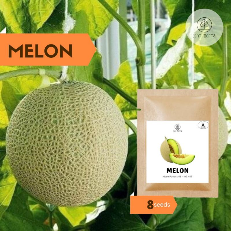 Melon 8 seeds - Benih Biji Bibit Buah Super