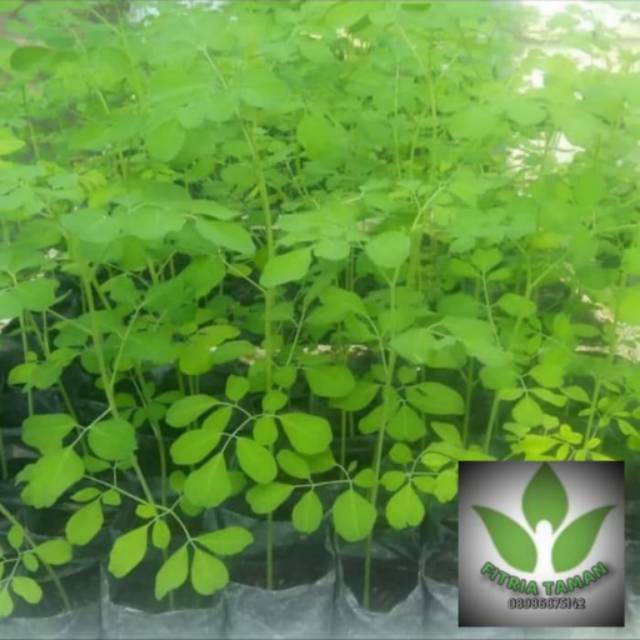 Pohon Kelor - Bibit Pohon Kelor - Tanaman Herbal Pohon Daun Kelor