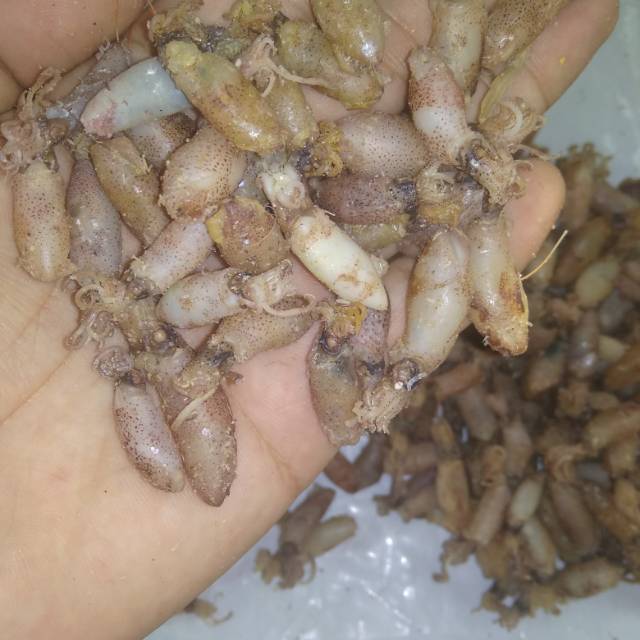 

Baby cumi ukuran 1-2 cm ISI 250 GR