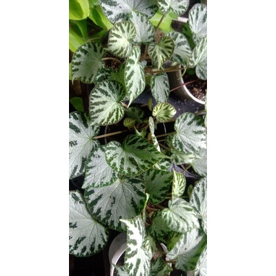 begonia karpet hijau/army