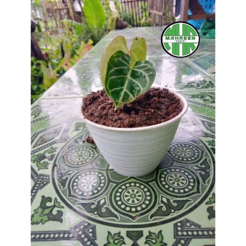 Baby anthurium kuping gajah crystalinium (bonggol besar) tanaman hias baby kuping gajah crystalinium