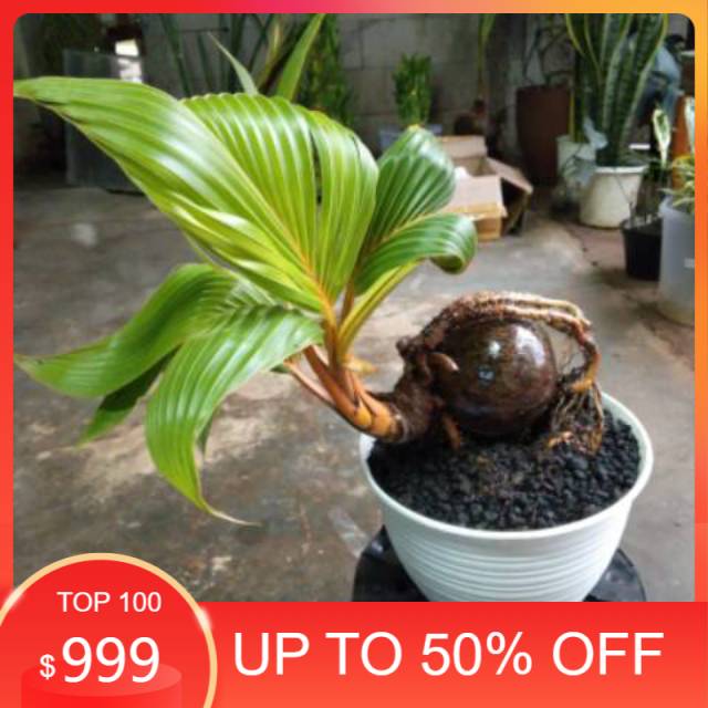Jual bonsai kelapa full bonsai - bonsai - kelapa unik khusus gojek