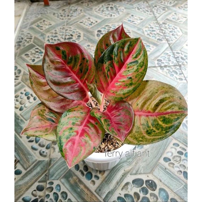 aglonema Mahameru anakan baby alam indah flora