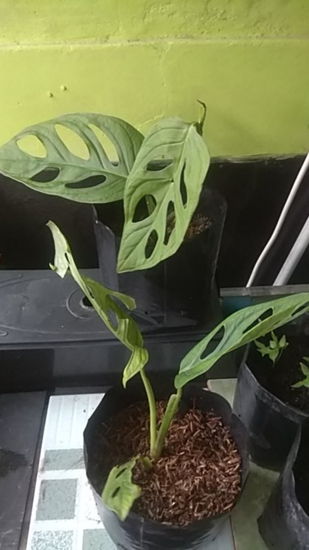 Tanaman Hias Monstera Obliqua//monster Janda Bolong // Janbol