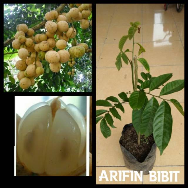 Bibit duku palembang