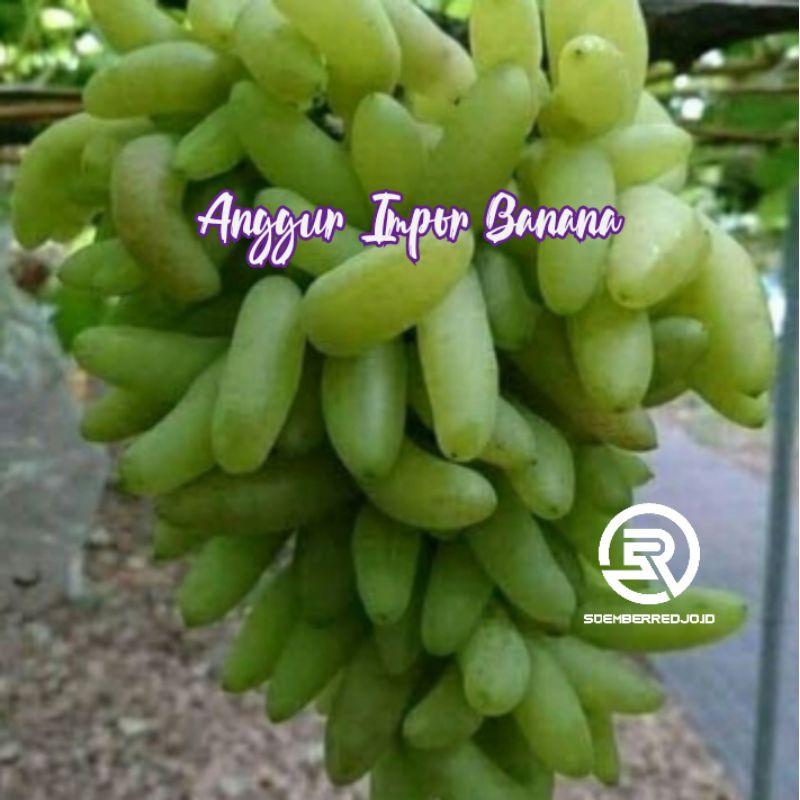 Anggur Banana-Bibit Anggur Impor Banana