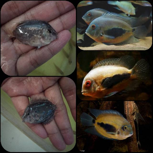 Ikan uaru untuk aquarium