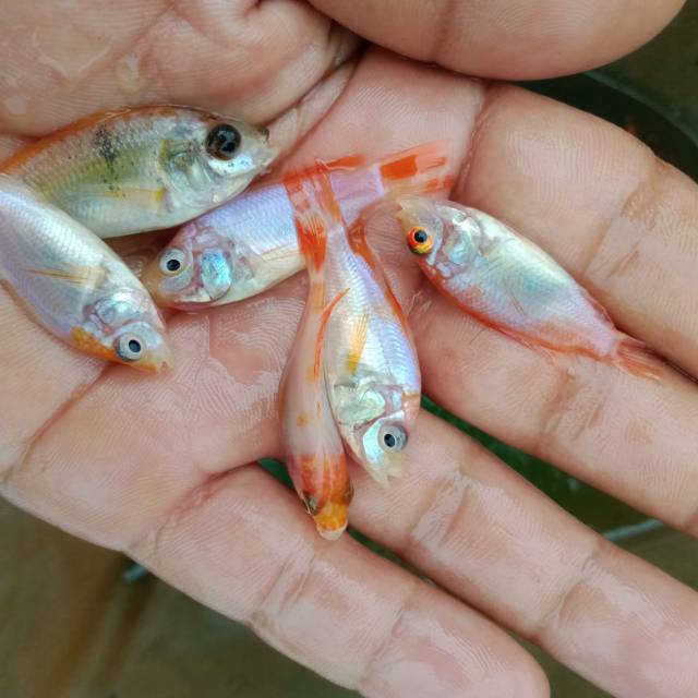 

Nila merah
