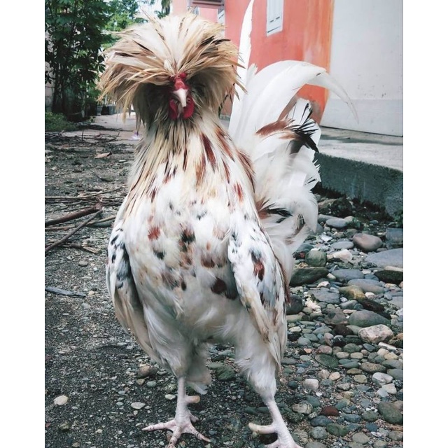 

TELUR AYAM HIAS POLANDIA SIAP DI TETASKAN