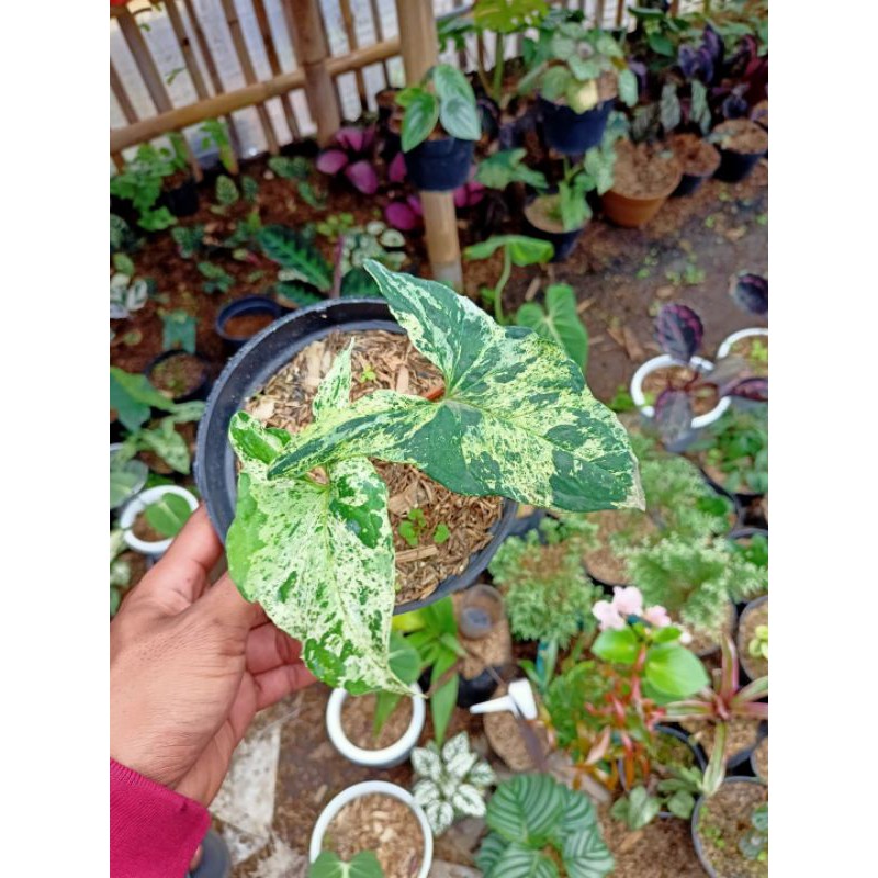 syngonium mojito