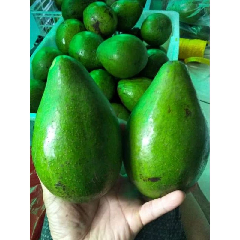 

alpukat lampung timur