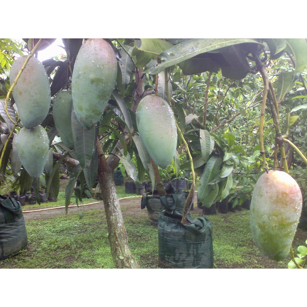 Bibit Mangga Kiojay/Tanaman Mangga Khiojay Jumbo Okulasi Cepat Berbuah (Jaminan Original)