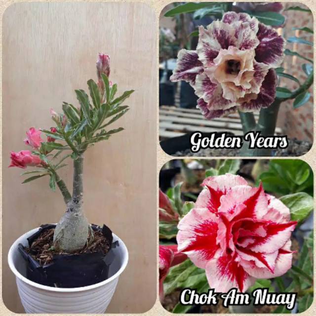 bibit Adenium / Kamboja Jepang 1 Pohon 2 Warna