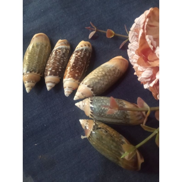 

CANGKANG KERANG AGARONIA ISI 10