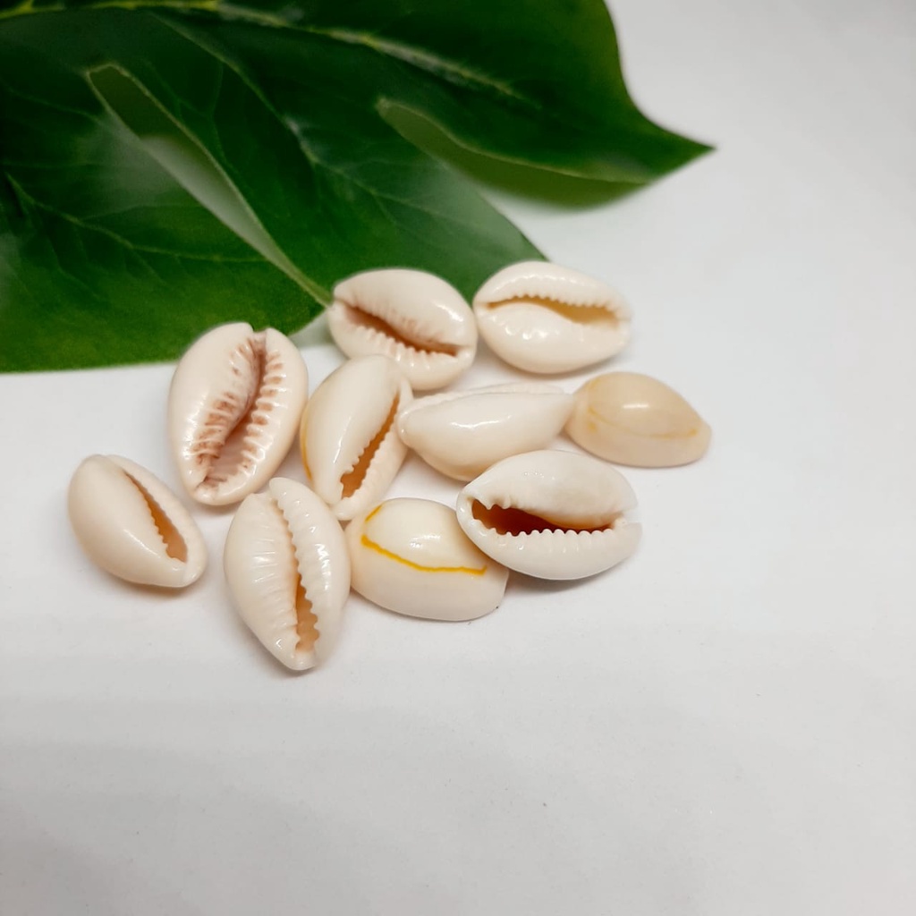 kerang kiloan / bahan kerajinan / kerang kerajinan