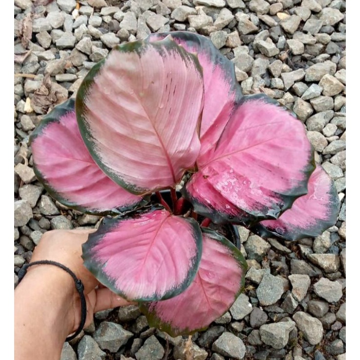 PROMO Calathea crimson isi 3 rumpun