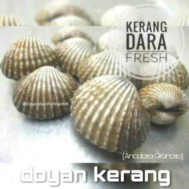 Kerang Dara Mentah Fresh Shopee Indonesia