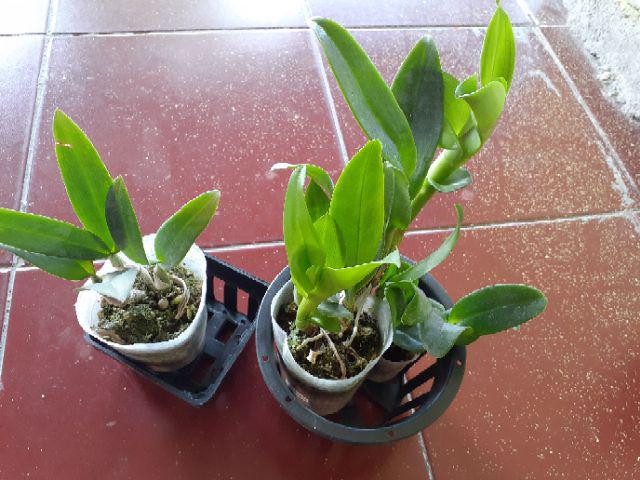 Pot Keranjang Bunga Anggrek Ukuran 13 Cm