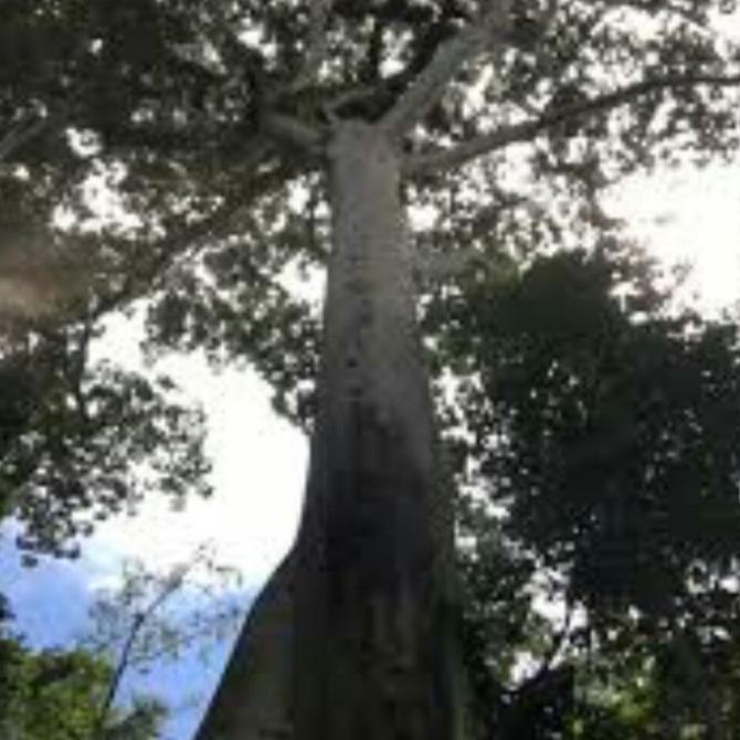 

Madu Hutan Sialang