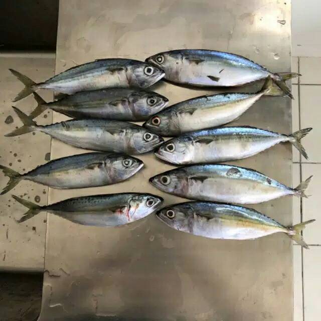 

Ikan Kembung Fresh (1kg)