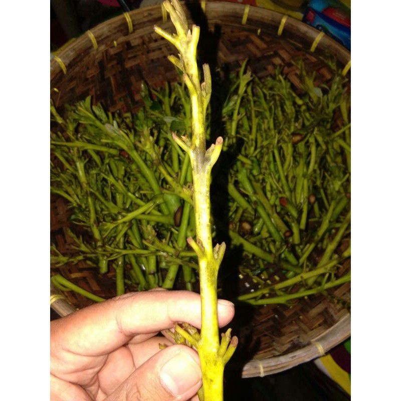 Entres Alpukat Cuba BQ Cuba valid