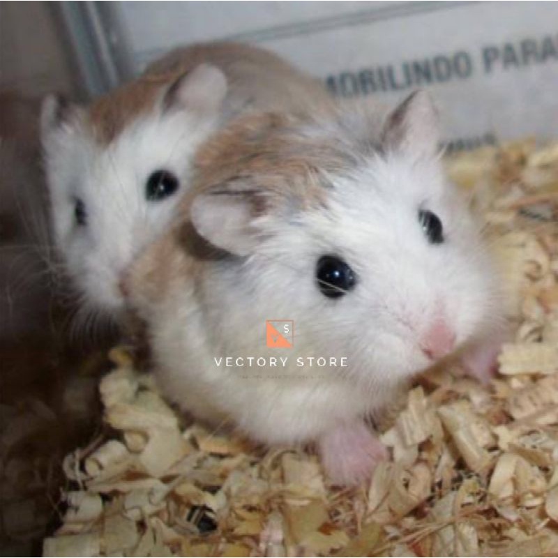 Sepasang Hamster Robo Husky || Roborovski WF Lincah Dan Sehat