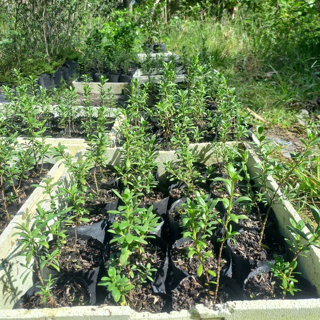 Crystalcove12 Bibit Santigi Karang (Semai Dari Biji) Pemphis Acidula Bahan Bonsai