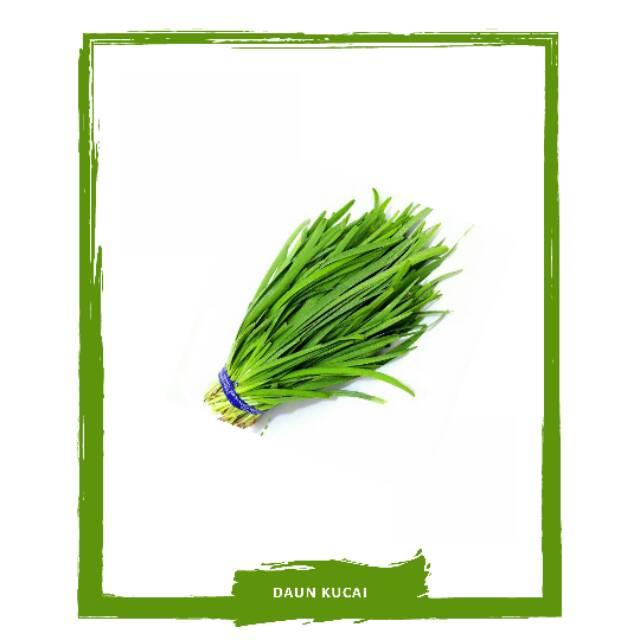 

Daun Kucai / Sayur Sayuran Segar By Mallahrizwa