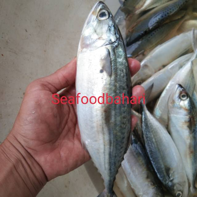 

Ikan Kembung Banjar Segar