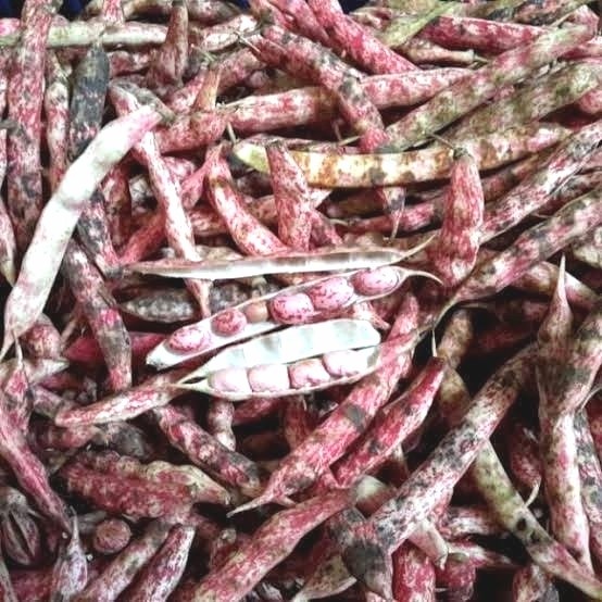 

kacang merah kulit per 500gr