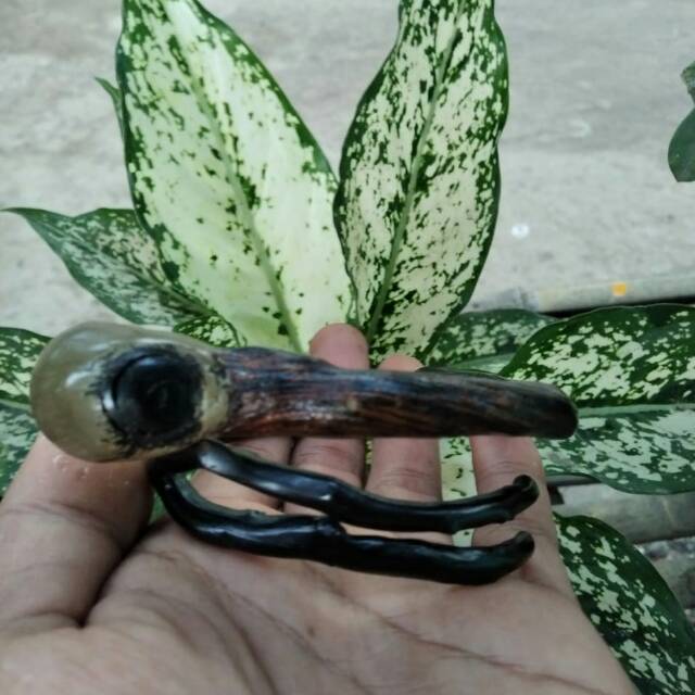 Gelang akar bahar bonggol bercabang