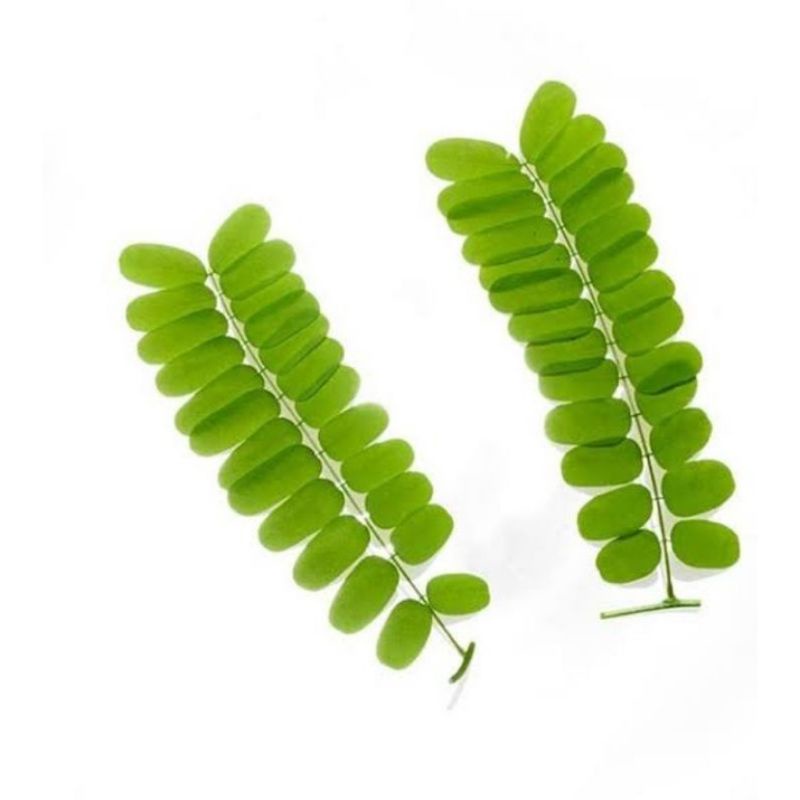 

DAUN SAGA SEGAR | perhelai daun