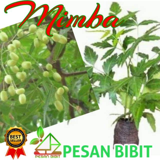 BIBIT POHON MIMBA