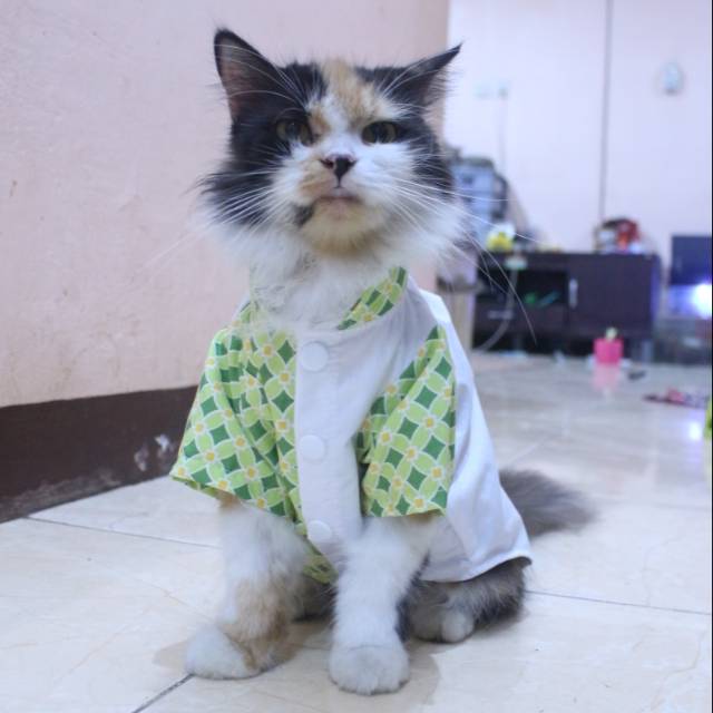 Baju kucing lebaran murah harga terbaru 2020 motif kotak-kotak hijau size S M L XL