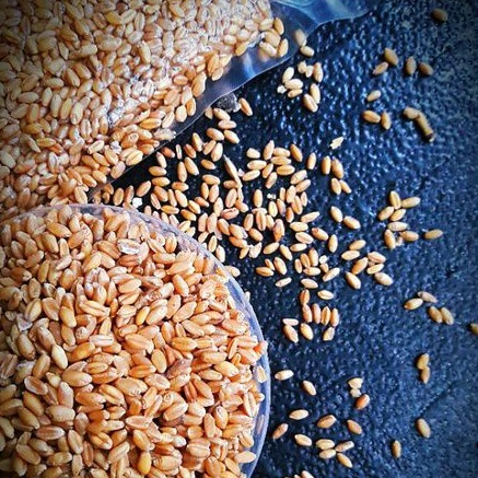 BIJI GANDUM UTUH - 500 GRAM & 0.5 LITER - WHOLE WHEAT - IMPORT