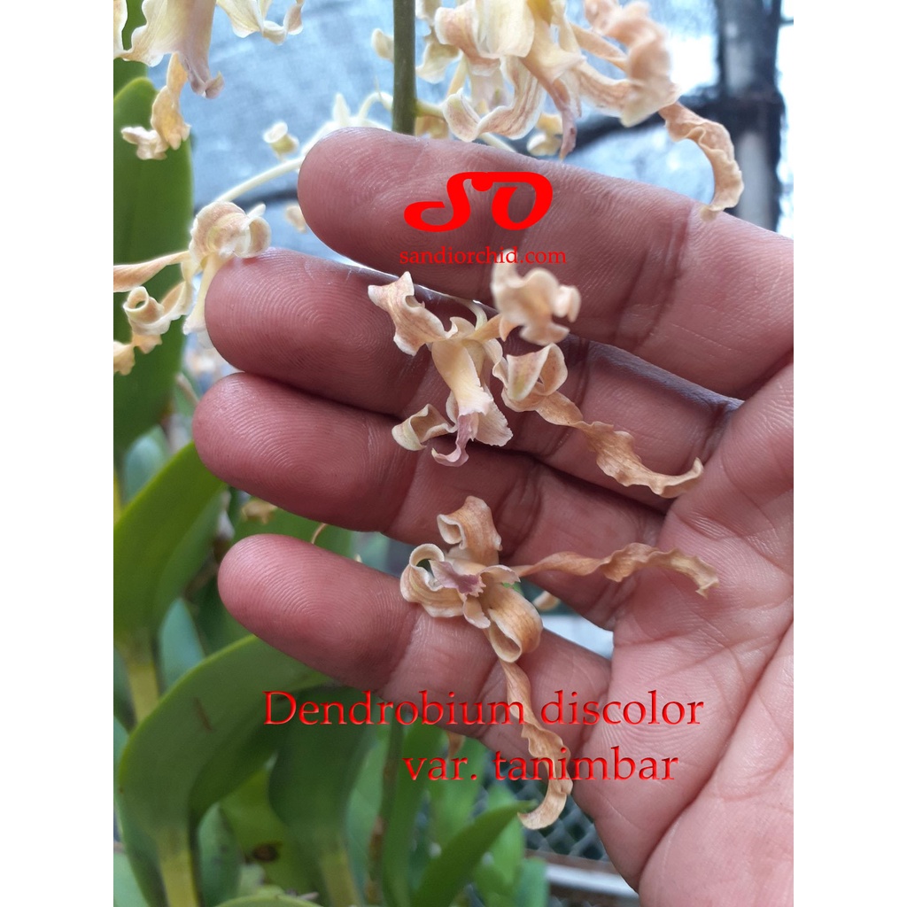 Dendrobium discolor var Tanimbar JUNGLE