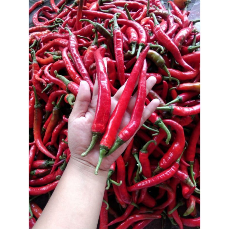 

cabe merah besar