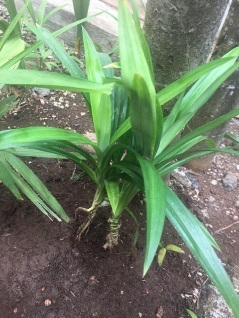 Tanaman Pandan Wangi Ukuran Sedang