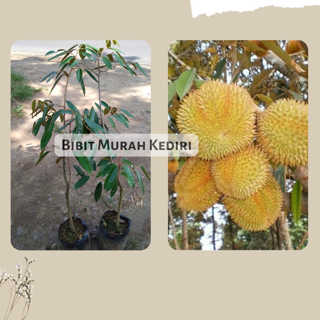 Bibit Buah Durian Matahari