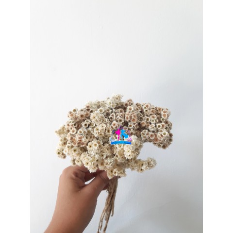 Bunga Edelweiss Edelweis Kering Bunga Edelweis Bunga Kering Shopee Indonesia